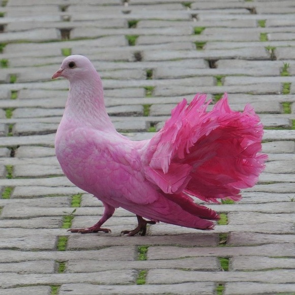pinkpigeonsales